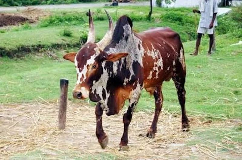 Bargur cattle retain some of their ancient semi-wild nature and are native to Western Tamil Nadu