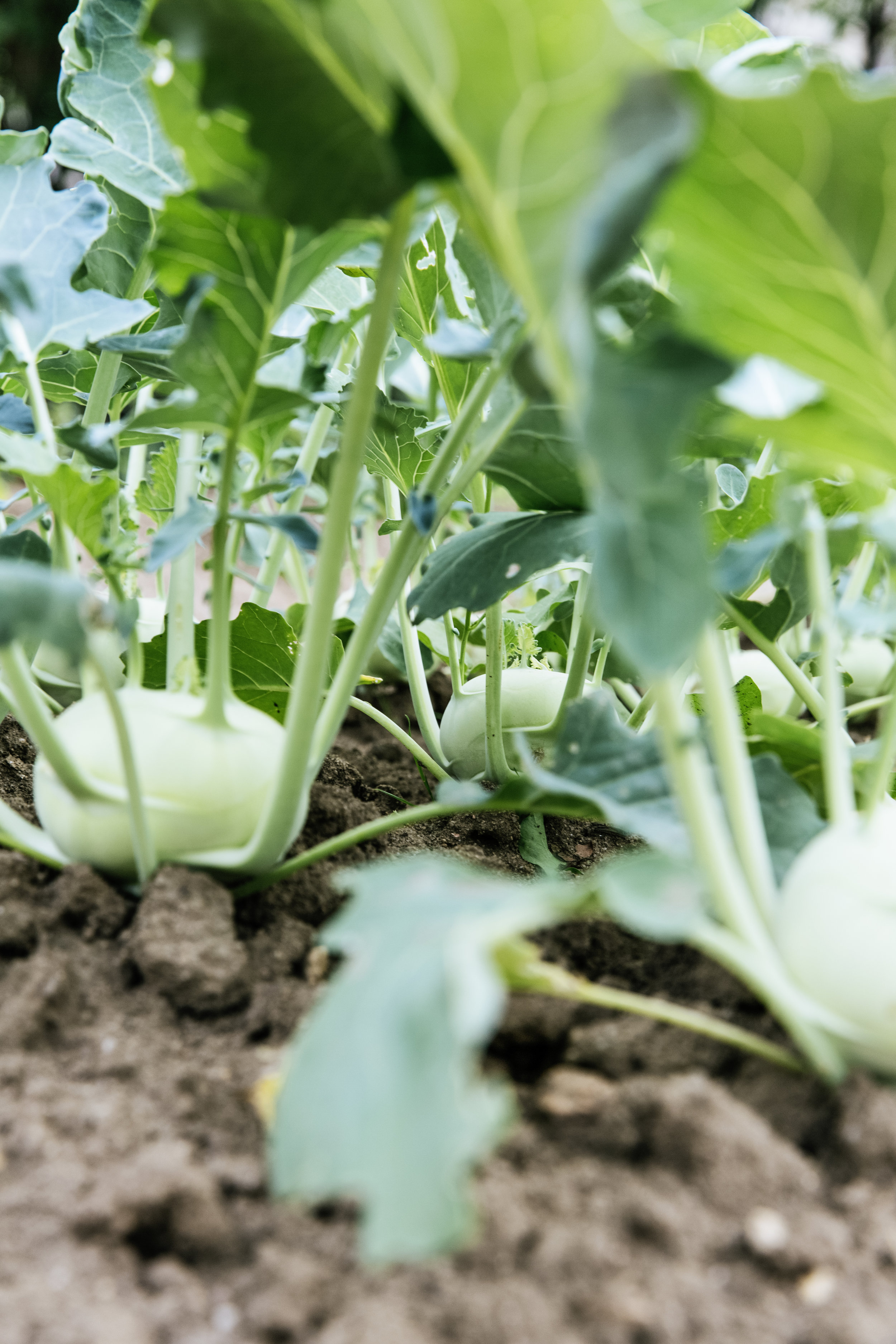 Focus On Building Healthy Soils Is the Key To Feeding A Hungry Planet