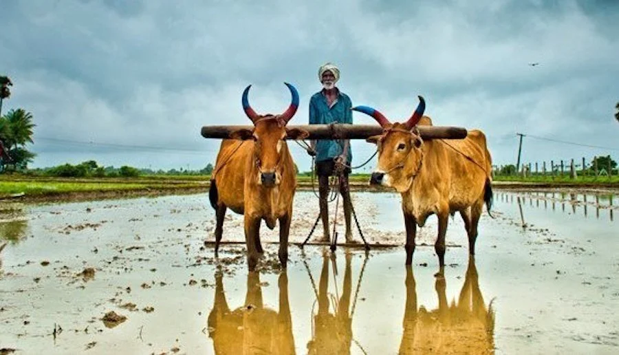 Most food consumed in the developing world is grown on small family farms. 