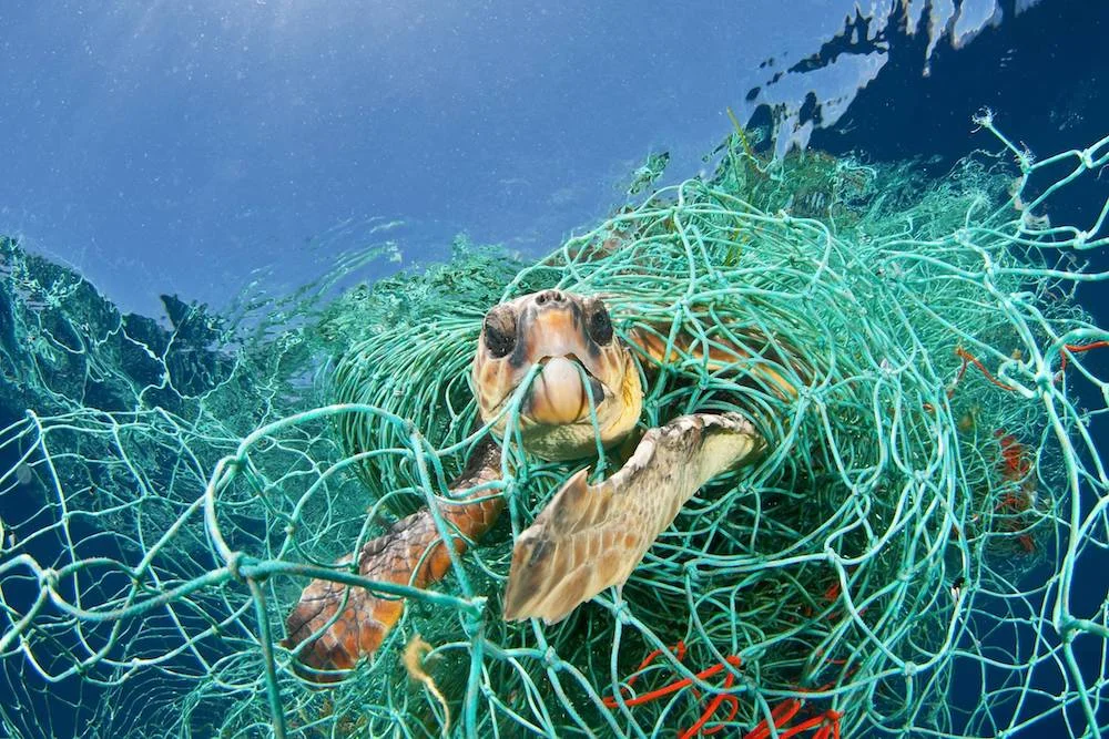 A turtle caught in a ghost fishing net Source