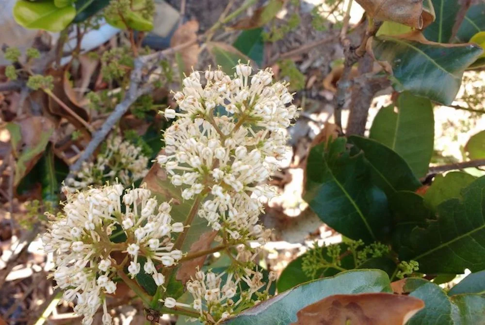 Ixora pavetta (ಗೊರವಿ) is a dry evergreen ornamental species with fragrant flowers. Its fruits are fed on by birds and sloth bears.