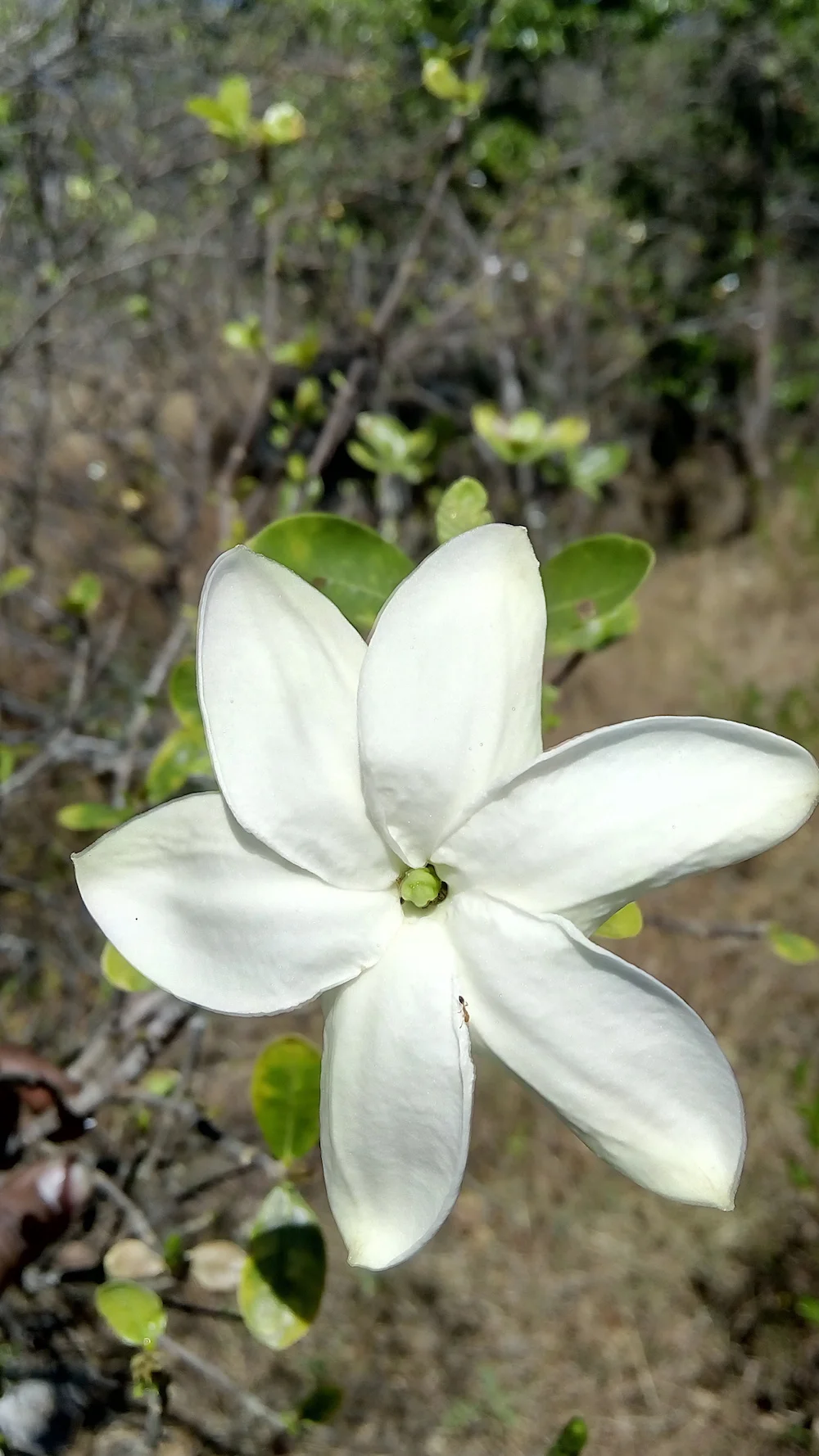 Gardenia gummifera (ಬಿಕ್ಕೆ) is a dryland ornamental shrub with mildly fragrant flowers and sweet fruits edible by humans and birds.
