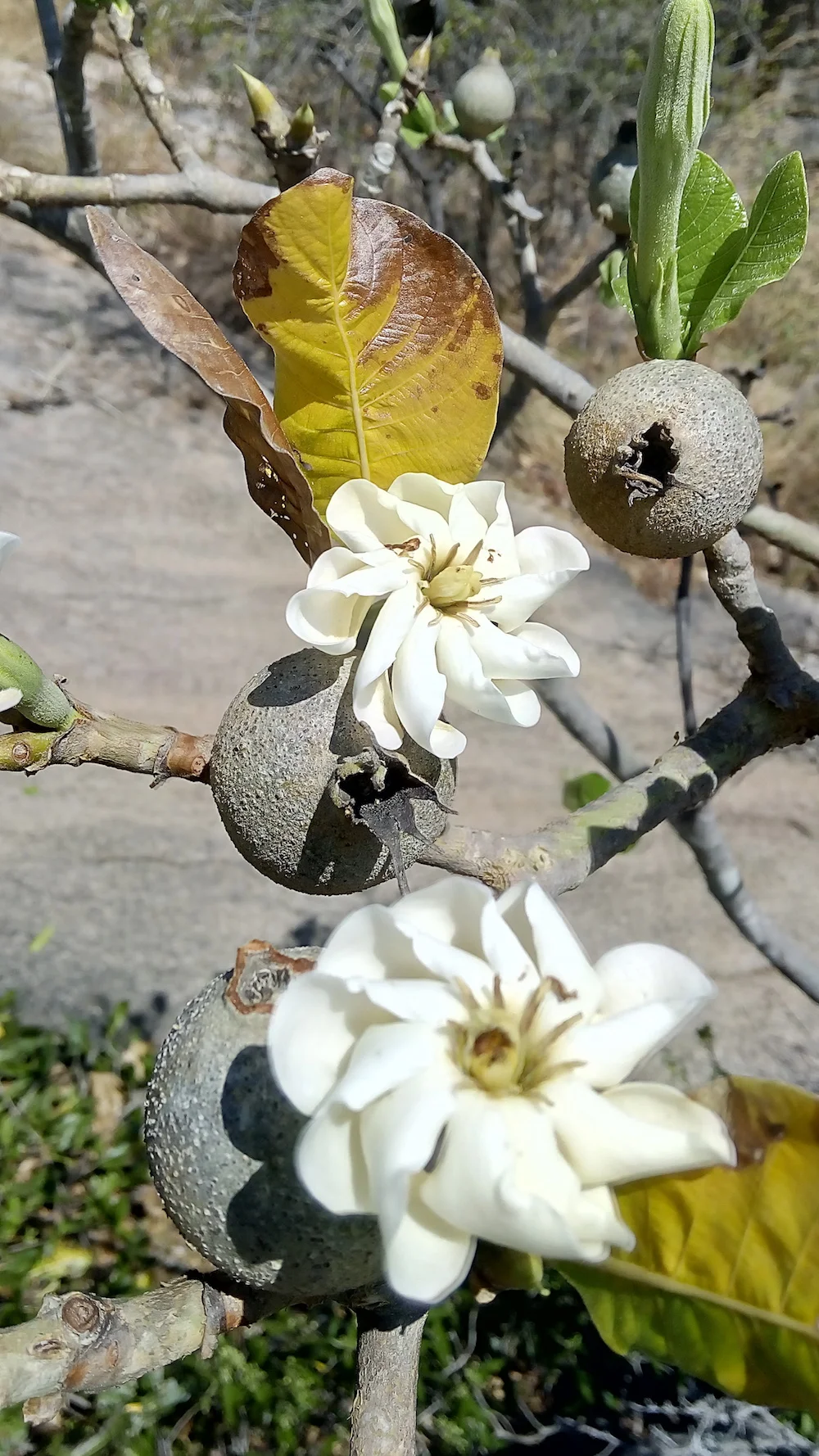 Gardenia latifolia (ಕಾಡು ಬಿಕ್ಕೆ) is an ornamental treelet bearing mildly fragrant flowers which bloom around February. Its fruits last for most part of the year and feed birds and other fauna. Birds sense their ripening and devour most of these seeds and disperse them. The sweet fruits are also enjoyed by humans. Kaadu Bikke is common in the dry forests of Dharwad, Belgaum, Bijapur, Bellary and Tumkur. As its Latin name indicates, this tree is an ideal ornamental one for rural and urban planting.
