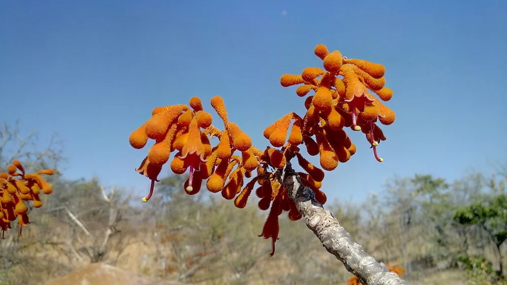 Firmiana colorata (ಬಿಳಿಸುಳಿಗೆ) is otherwise called Bonfire tree for its blazing scarlet blossoms. The tree flowers in February, after it has shed all its leaves.