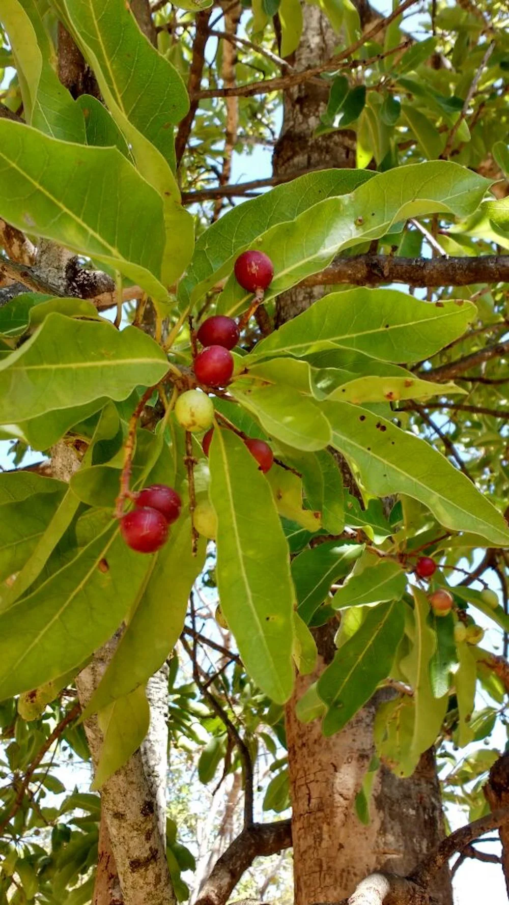Buchanania axillaris (ಮರಡಿ ಮರ ) is endemic to the forests of Chitradurga, Kolar, Mysore and Tumkur. Its sour-sweet fruits are edible by humans and birds.