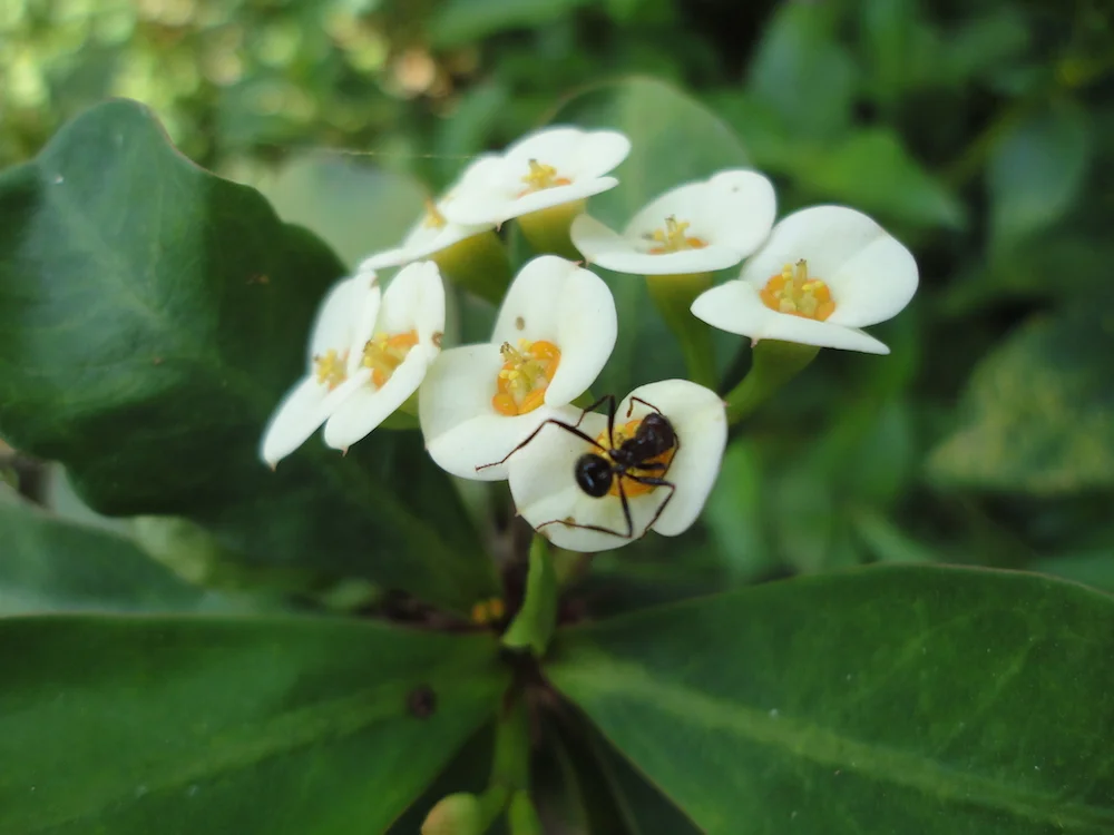 Ant.jpg