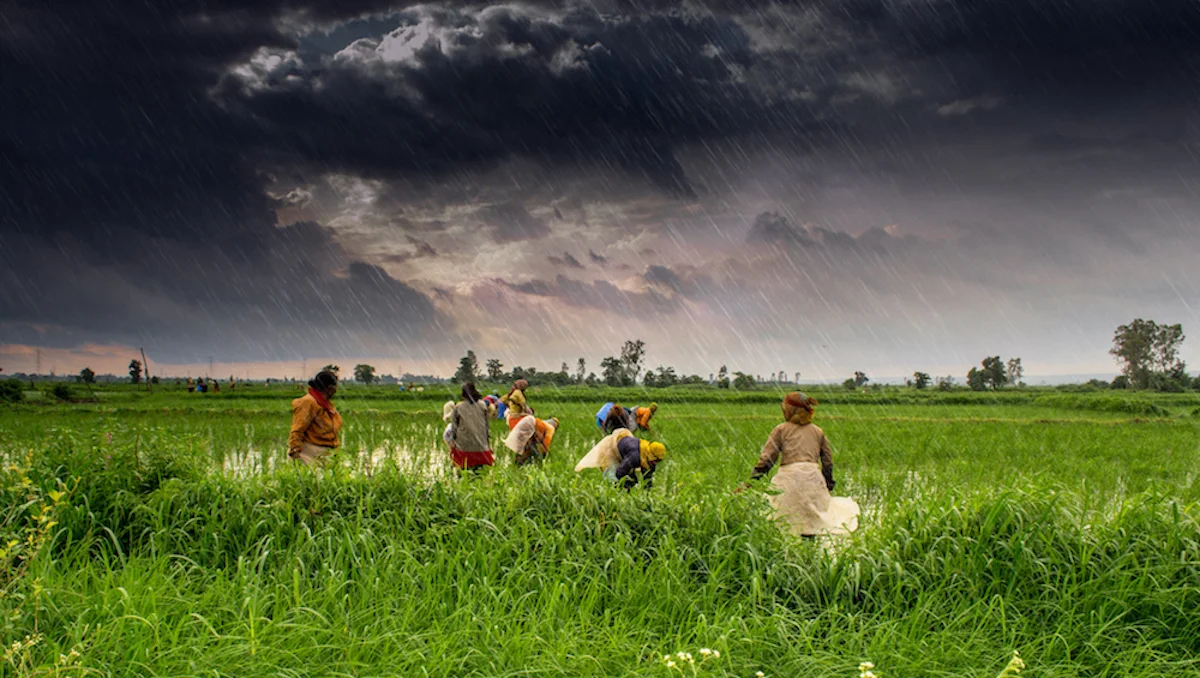 The downward pressure of cheap food falls on the person who is actually producing it: the farmer. Image: Rajarshi Mitra/ Flickr CC BY 2.0