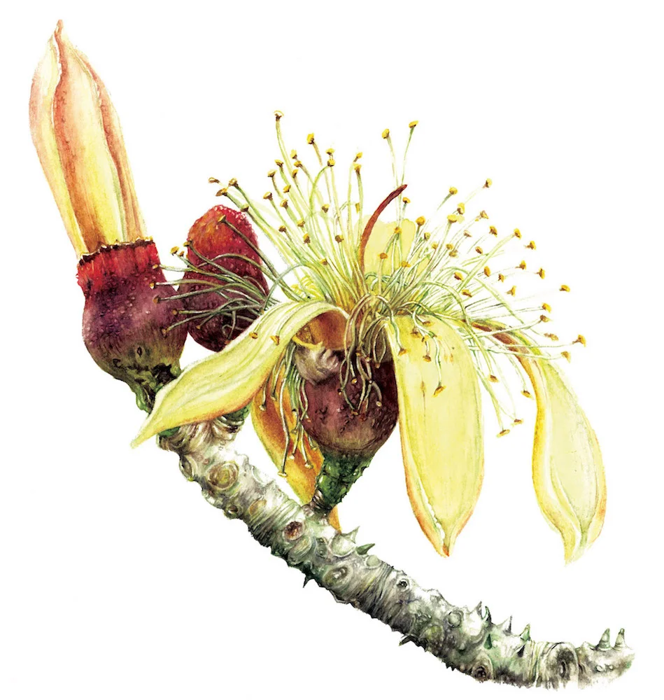 Bombax insigne flower