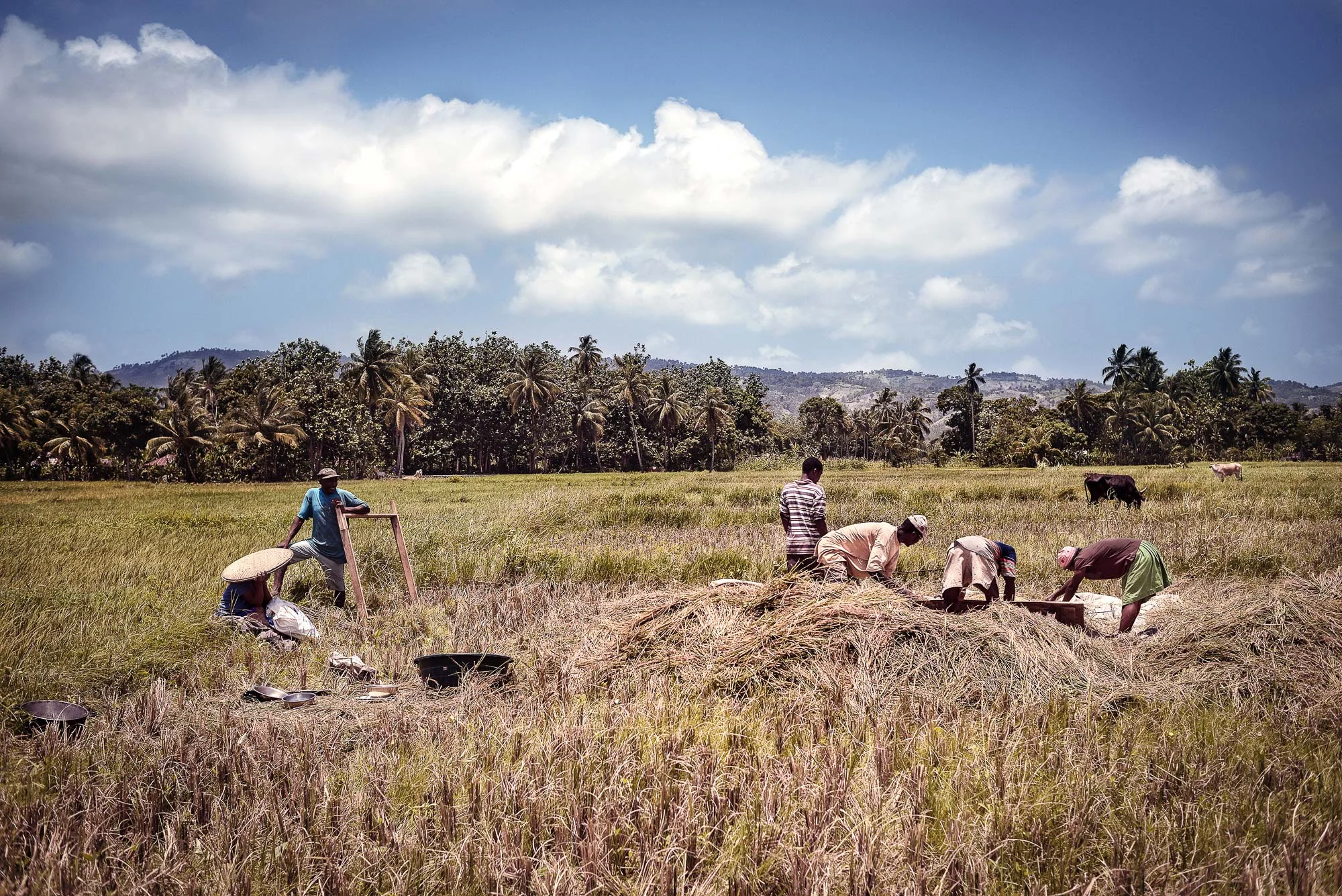 In a country where the scars of the earthquake of 2010 are still huge, this awareness of the environment could become a realistic hope for an improvement of the food situation too.