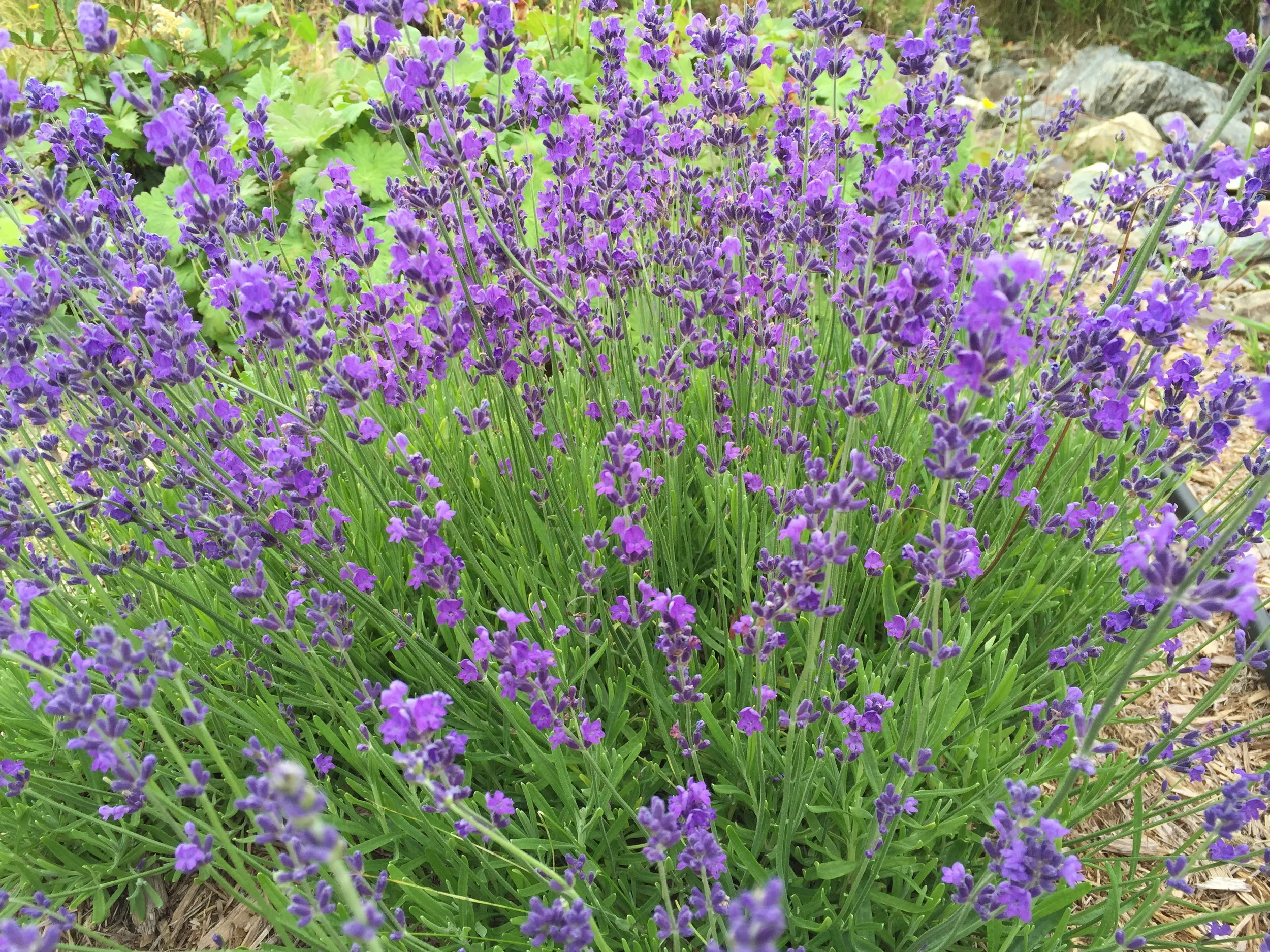 Garden Lavender