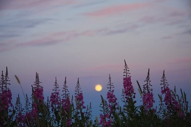 Fireweed.jpg