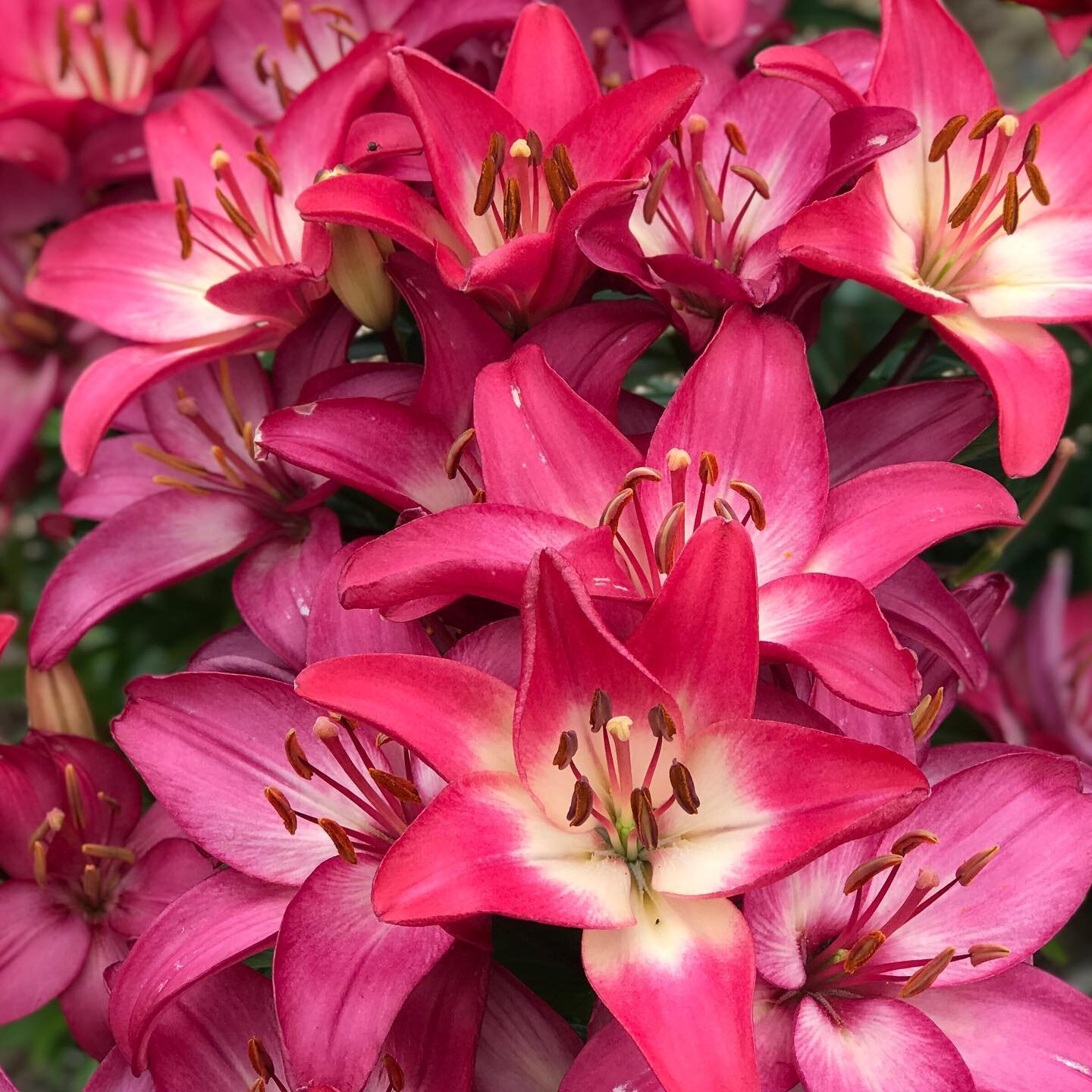 Can&rsquo;t get enough lilies!