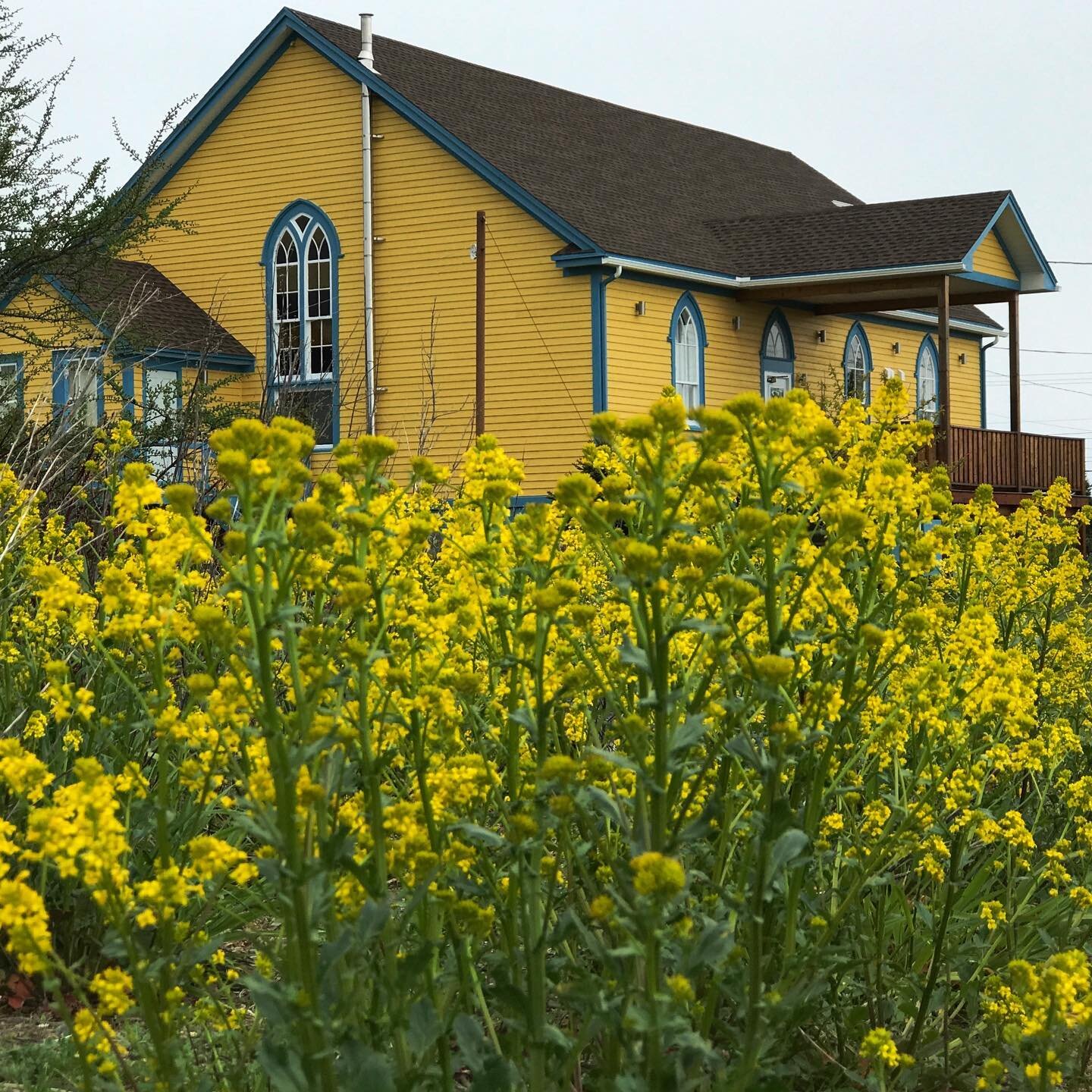 The yellows rule again! #wildflowers #staycation2021