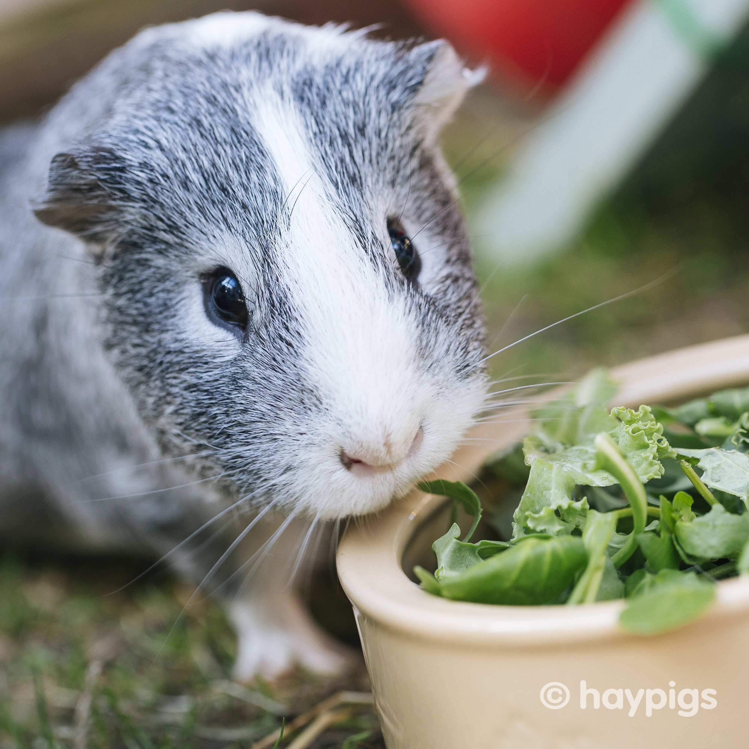 can guinea pigs eat lavender