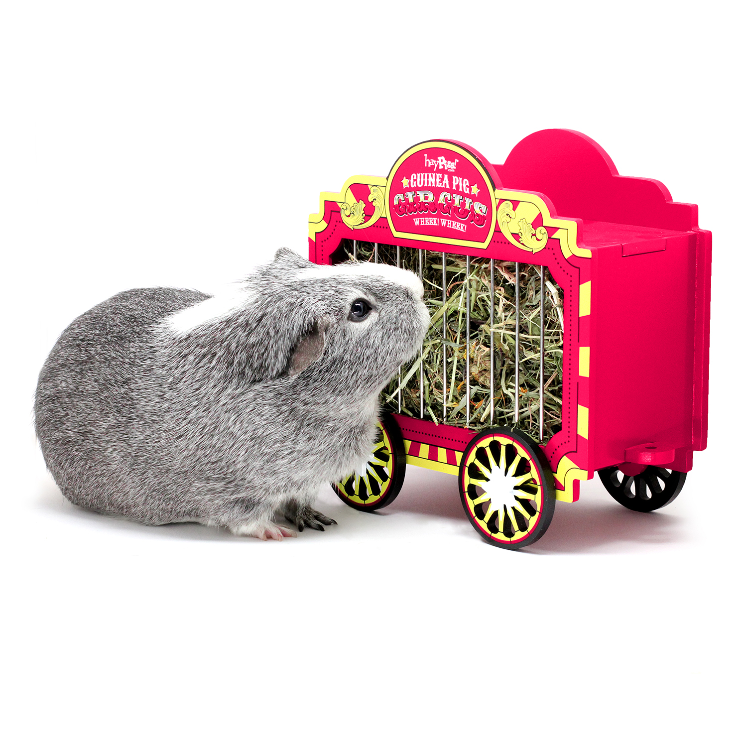 guinea pig circus accessories