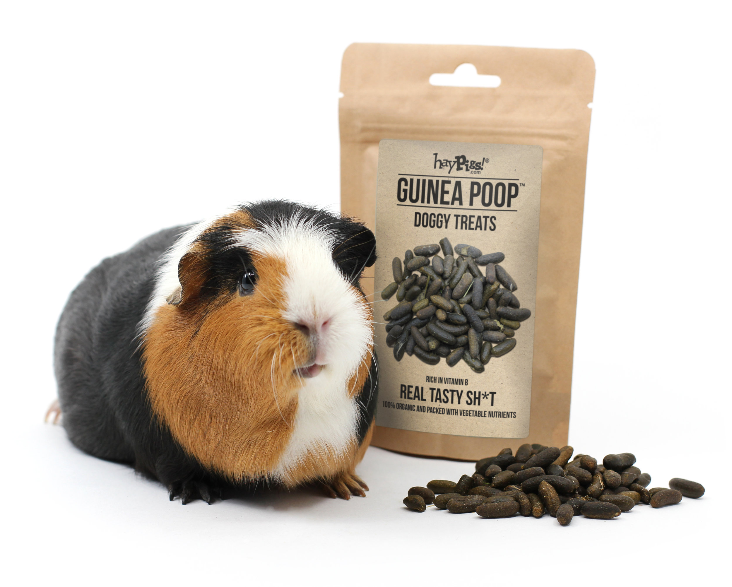 do guinea pigs eat their poop