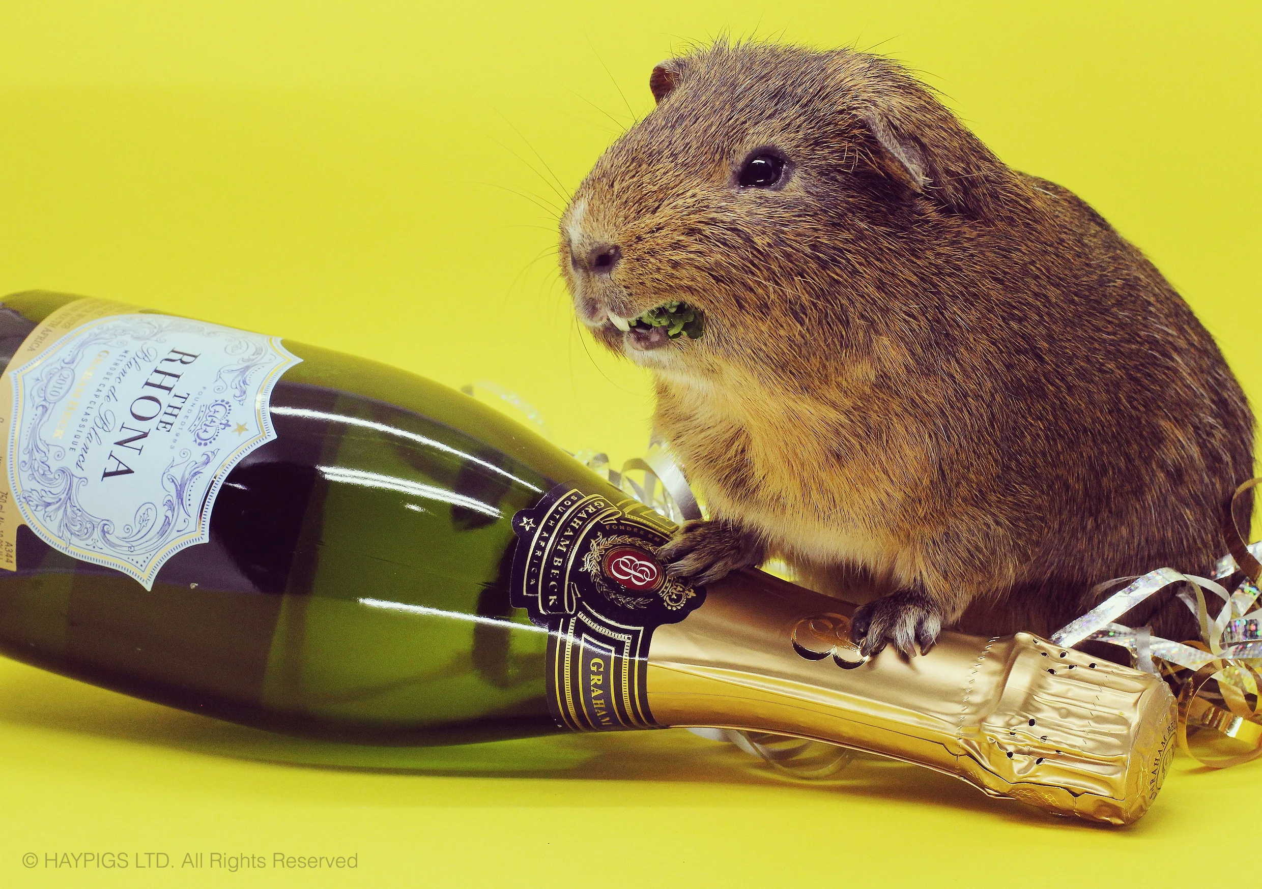Happy Birthday HayPigs.jpg