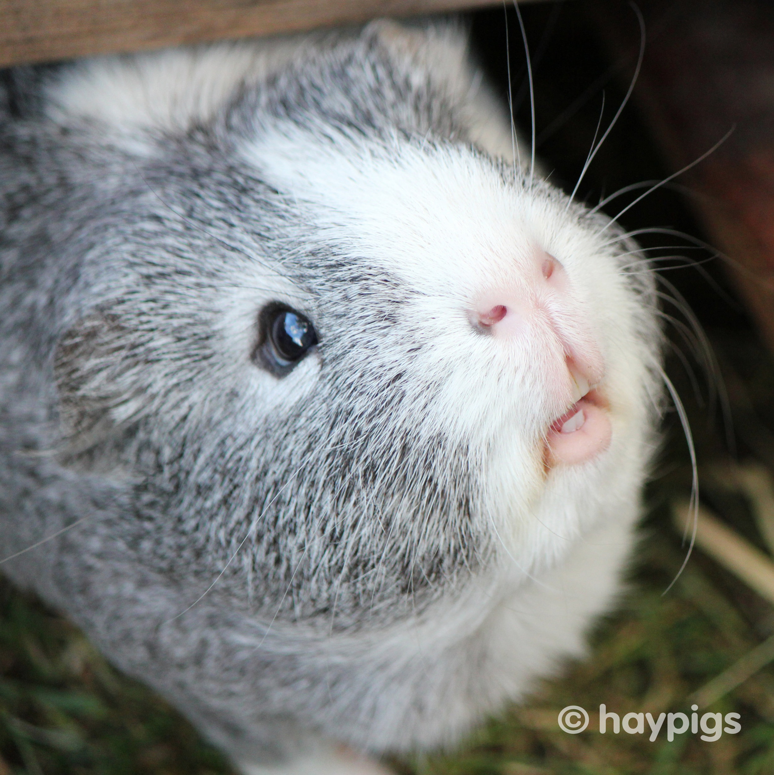 what does a guinea pig do