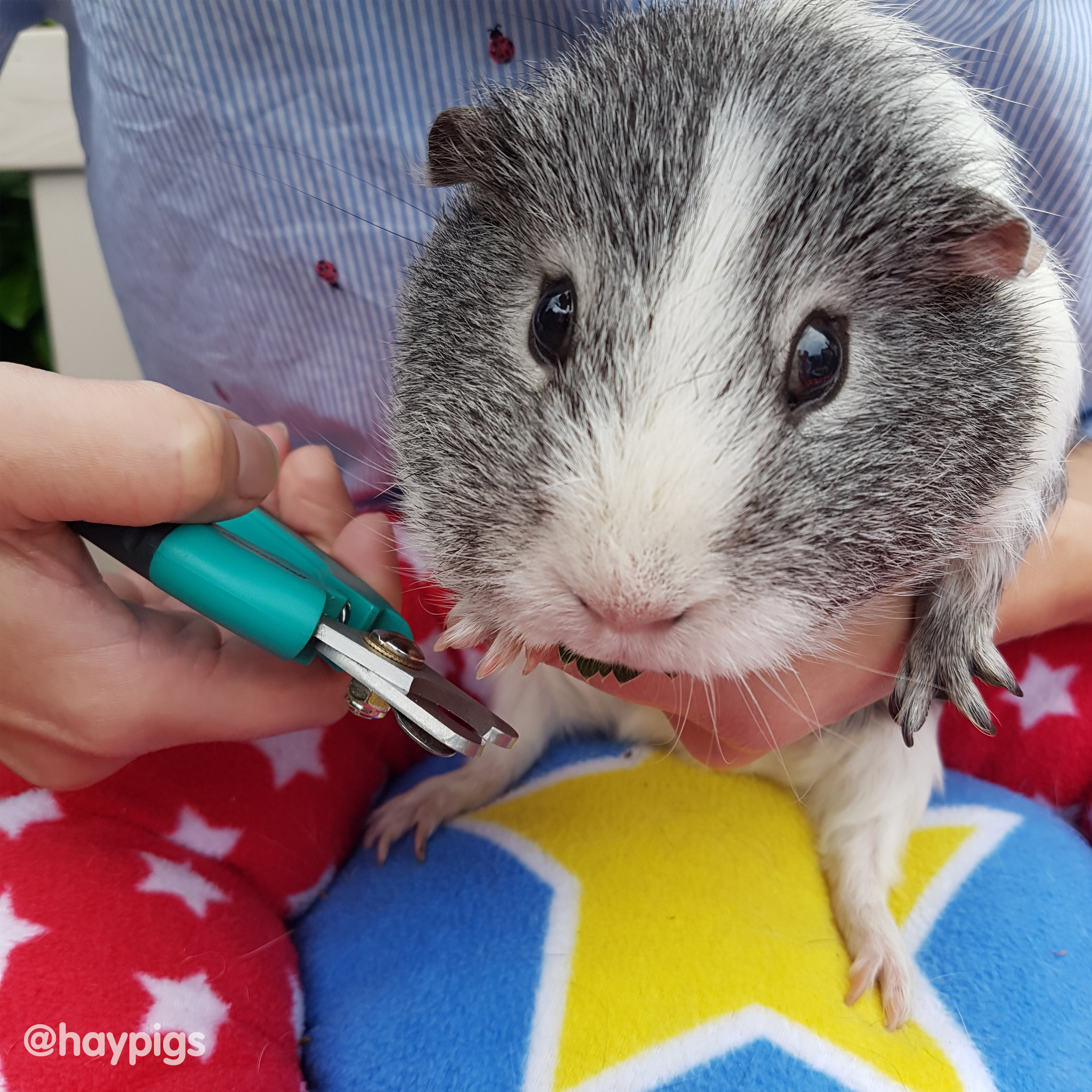 guinea pig wound care