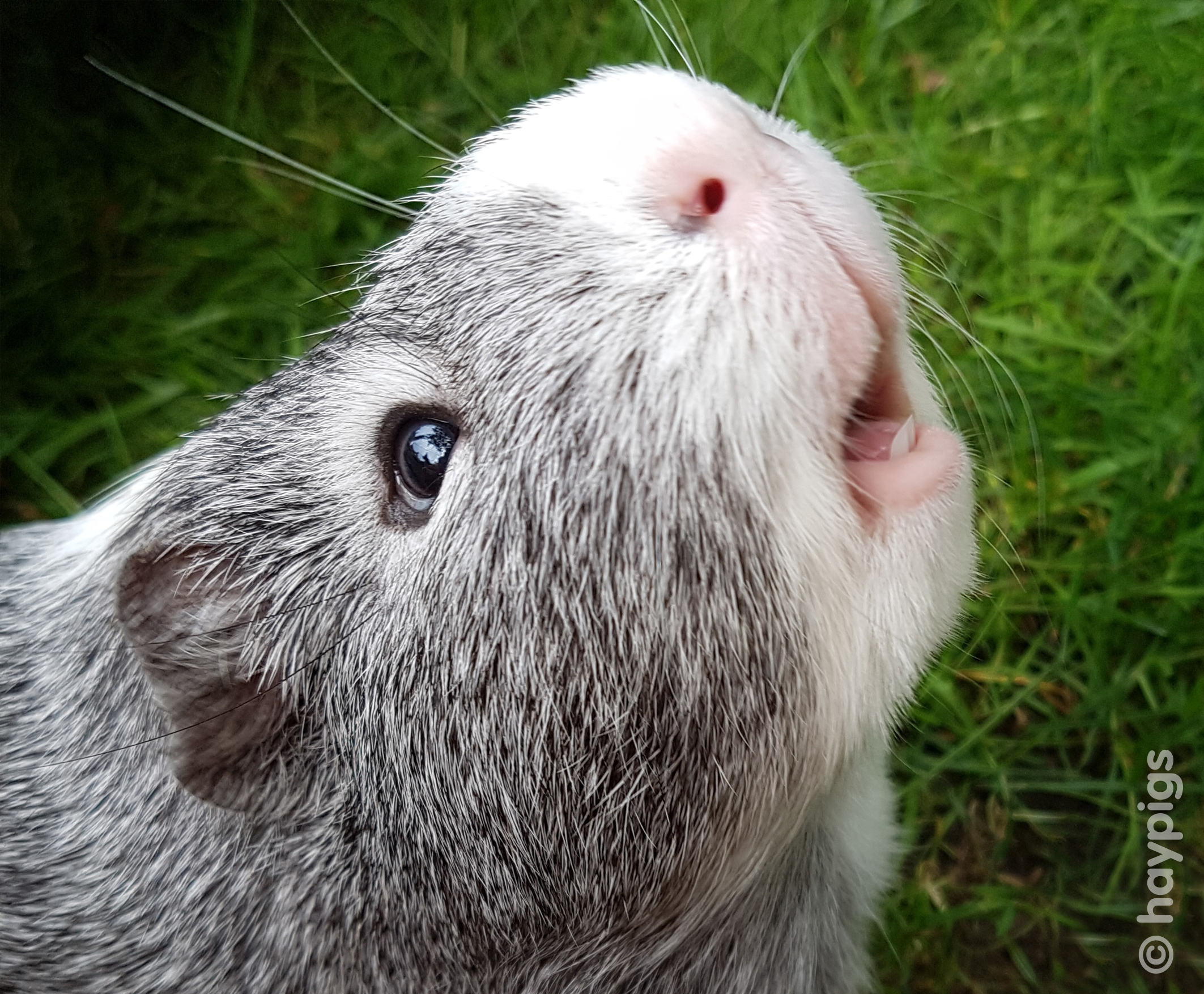 how to make guinea pigs smell better