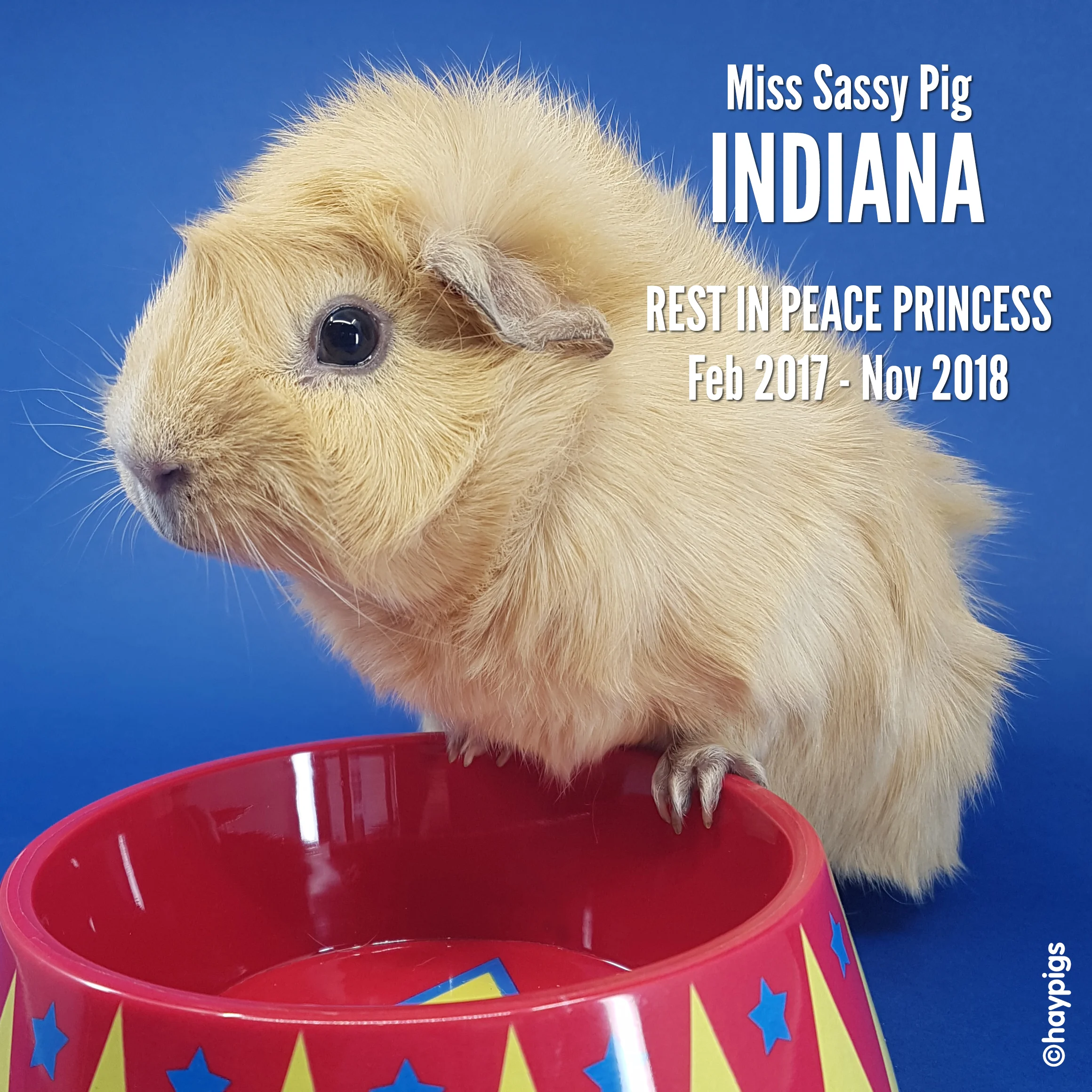 Indiana RIP.jpg