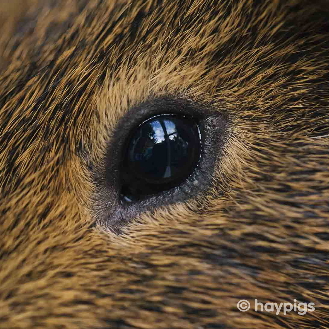 how do guinea pigs look