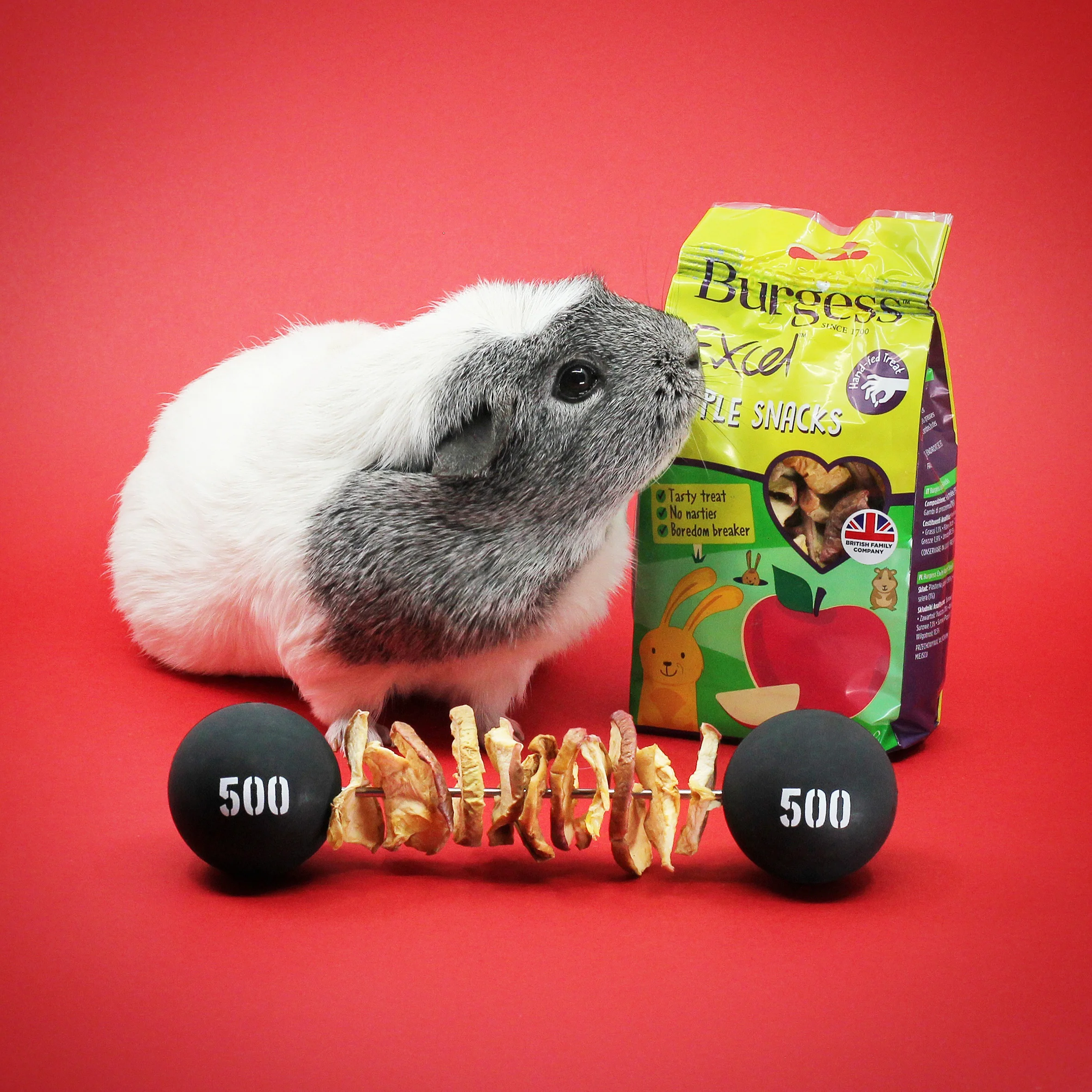 burgess guinea pig