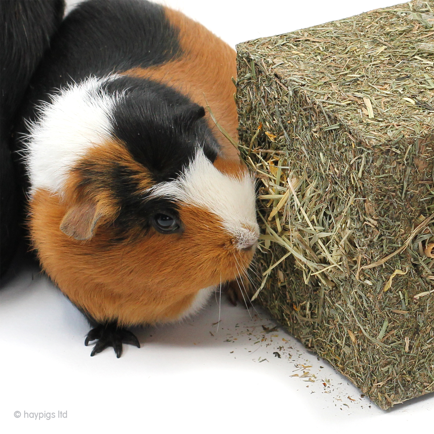 guinea pig cube