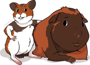 guinea pig guinea pig Telif Hakkı © 2019 HayPigs Limited. Tüm hakları Saklıdır. Guinea Pig ile Hamster Arasındaki Fark