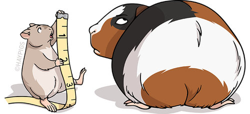 hamster ve pig boy farkı Telif Hakkı © 2019 HayPigs Limited. Tüm hakları Saklıdır.
Guinea Pig ile Hamster Arasındaki Fark