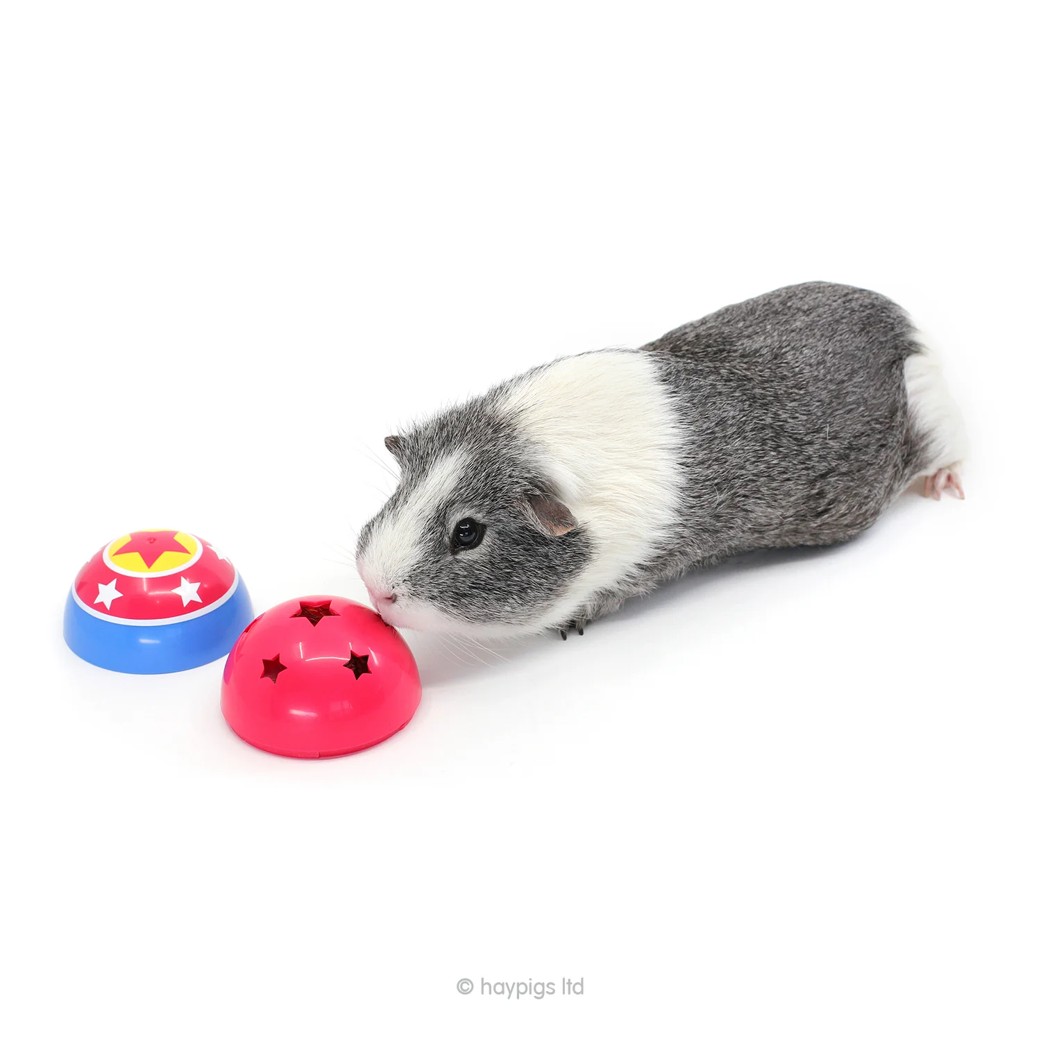 guinea pig treat ball