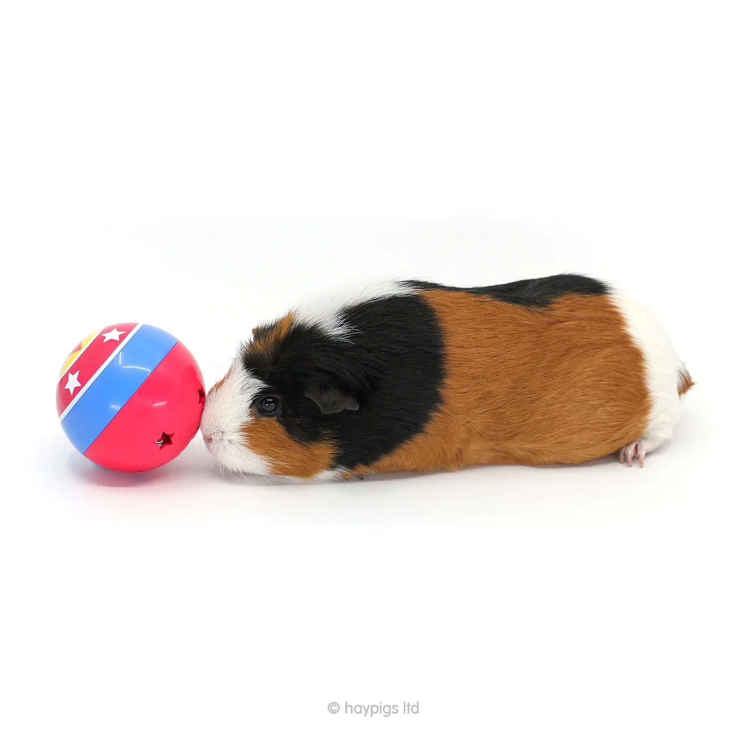 HayPigs!® Guinea Pig Circus — HayPigs!® Circus Treat Ball™ 3in1