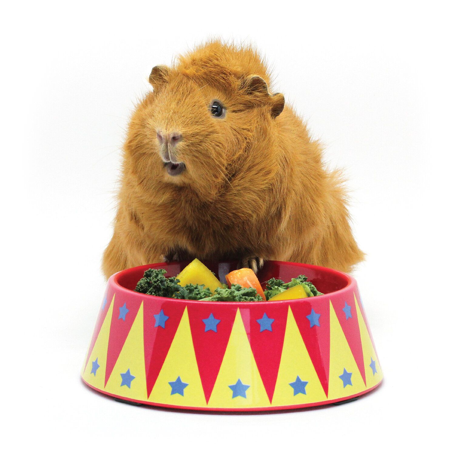 guinea pig circus accessories