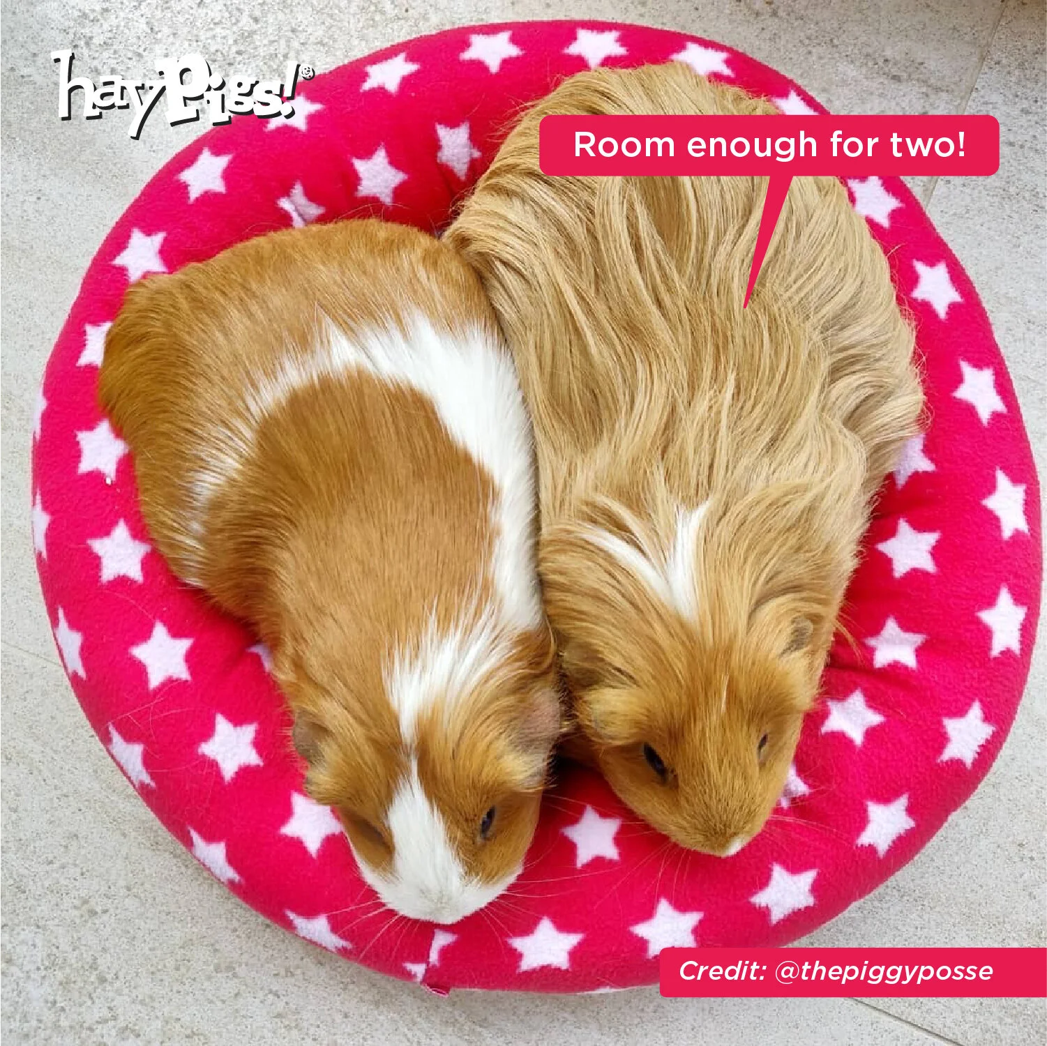 guinea pig fleece bed