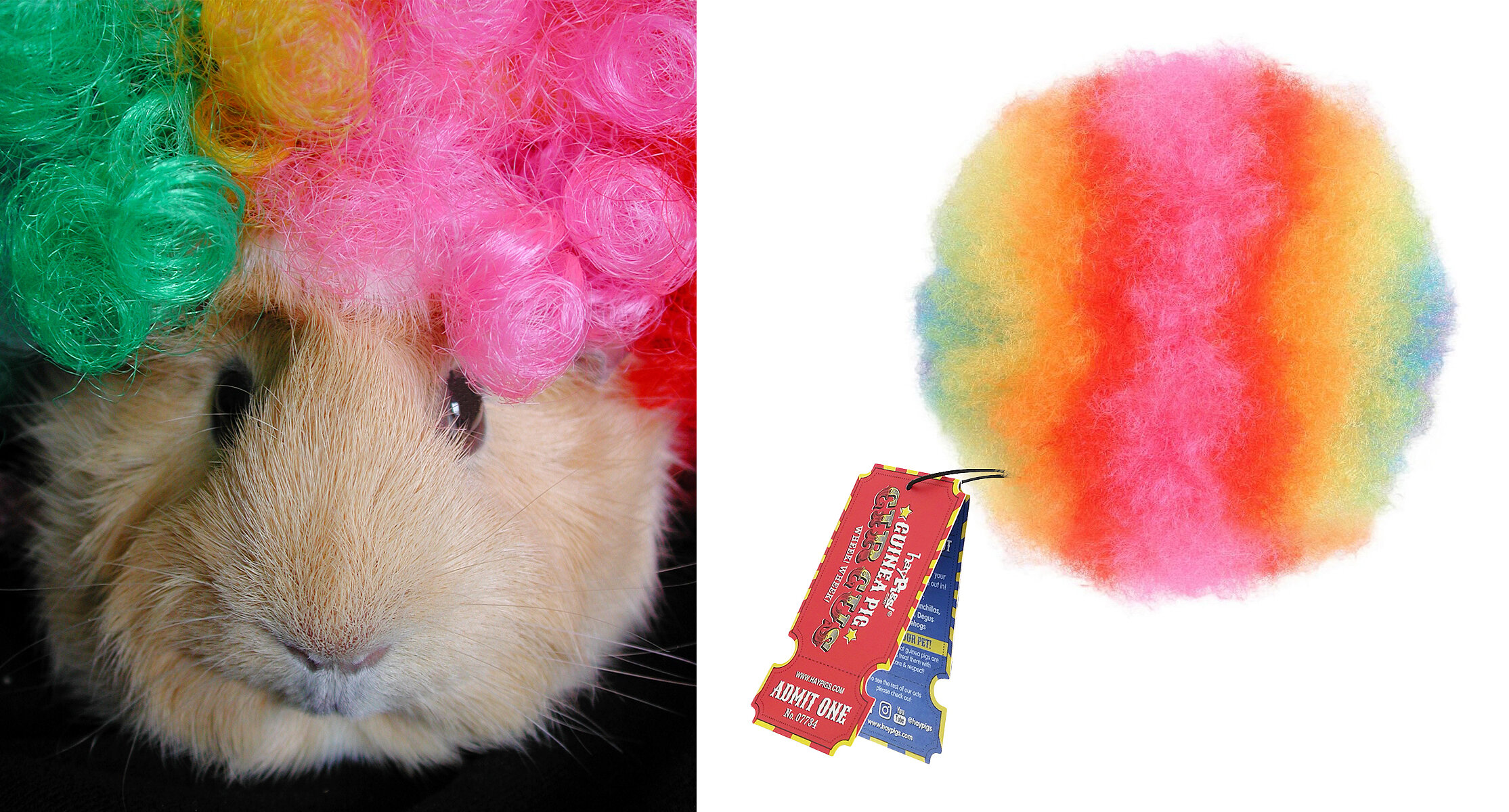 guinea pig circus accessories