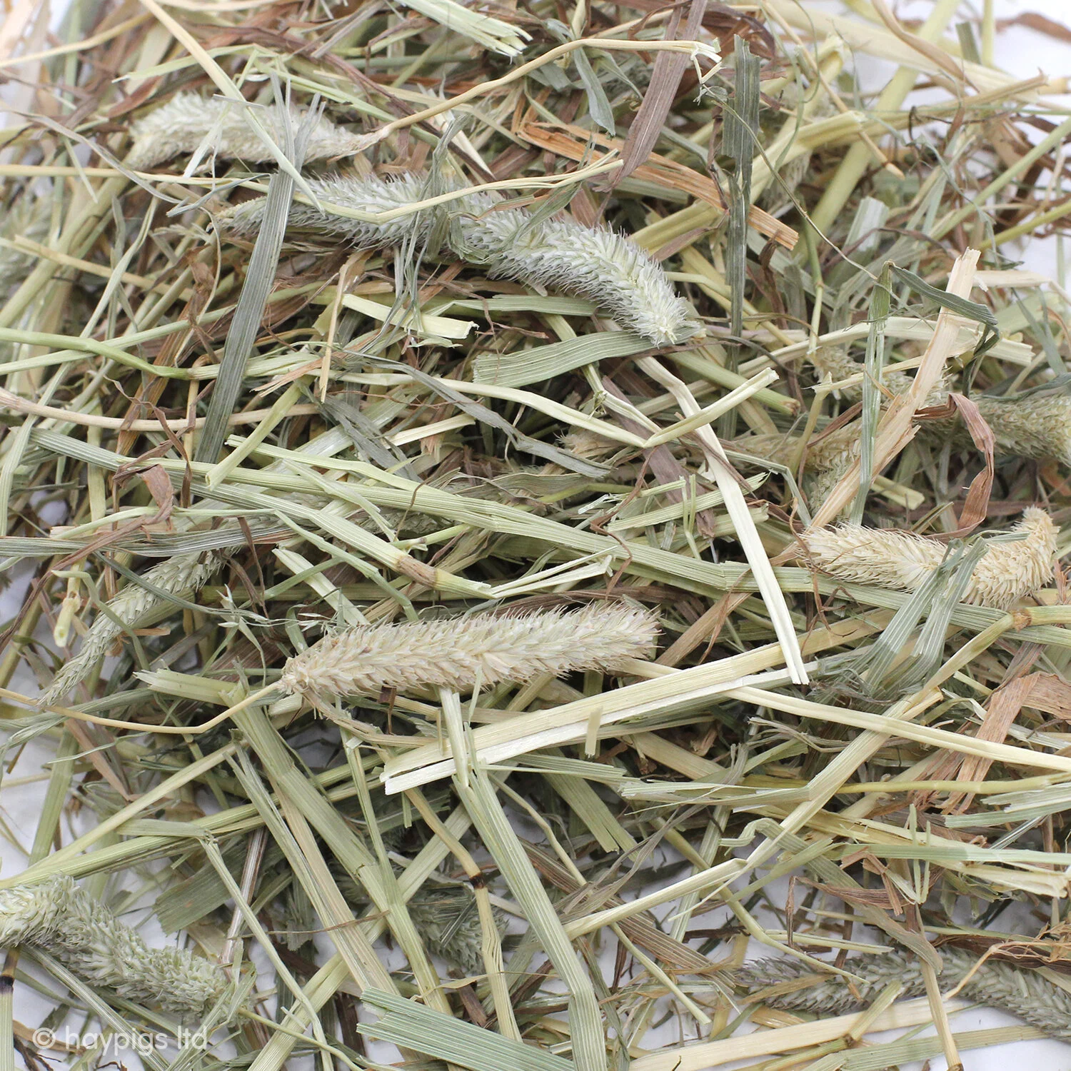 HayPigs!® Guinea Pig Circus — Burgess Excel Feeding Hay Dried Fresh
