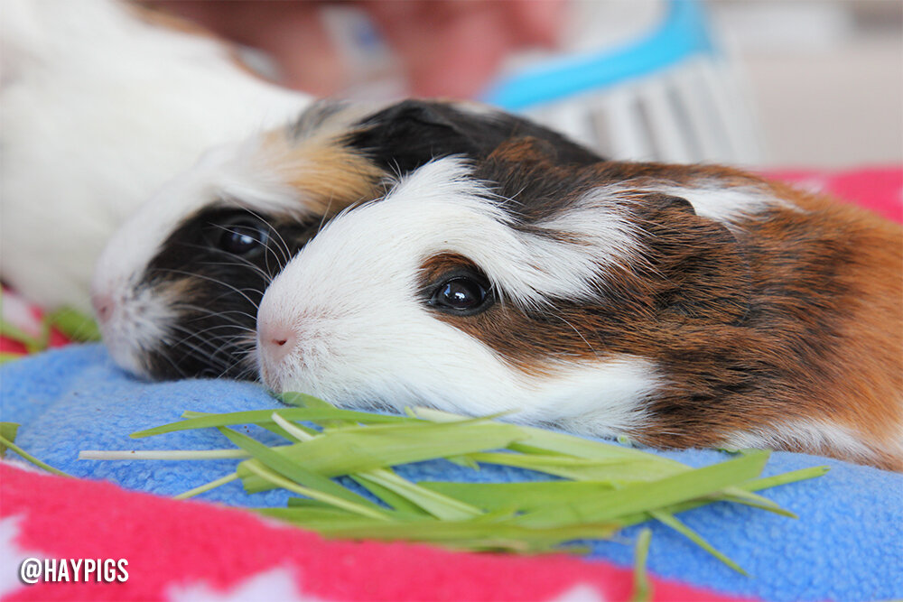 guinea pig fostering near me