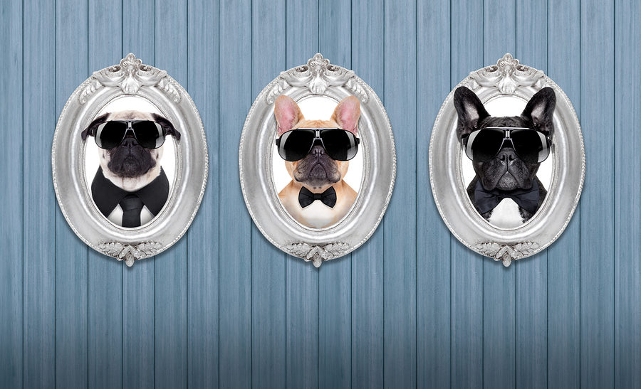 bigstock-Dog-In-Frames-76257860.jpg