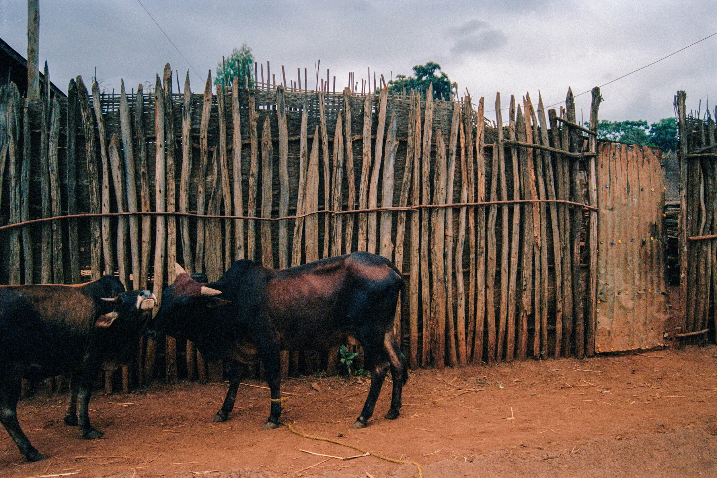 ethiopia-11.jpg