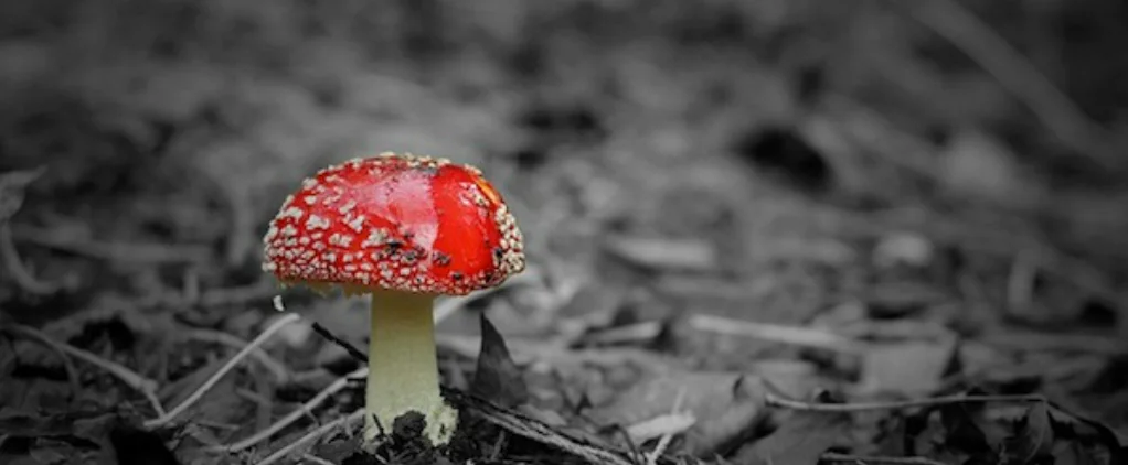 HS3 lesson 2 image.jpg