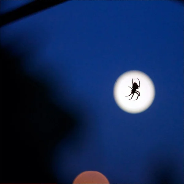 spider.jpg