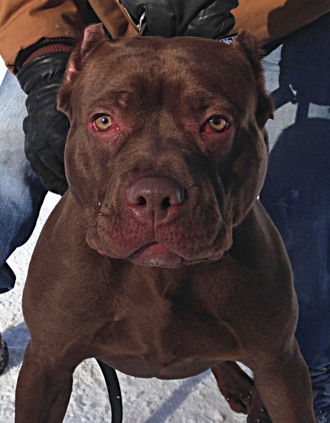 old family red nose pitbull kennels