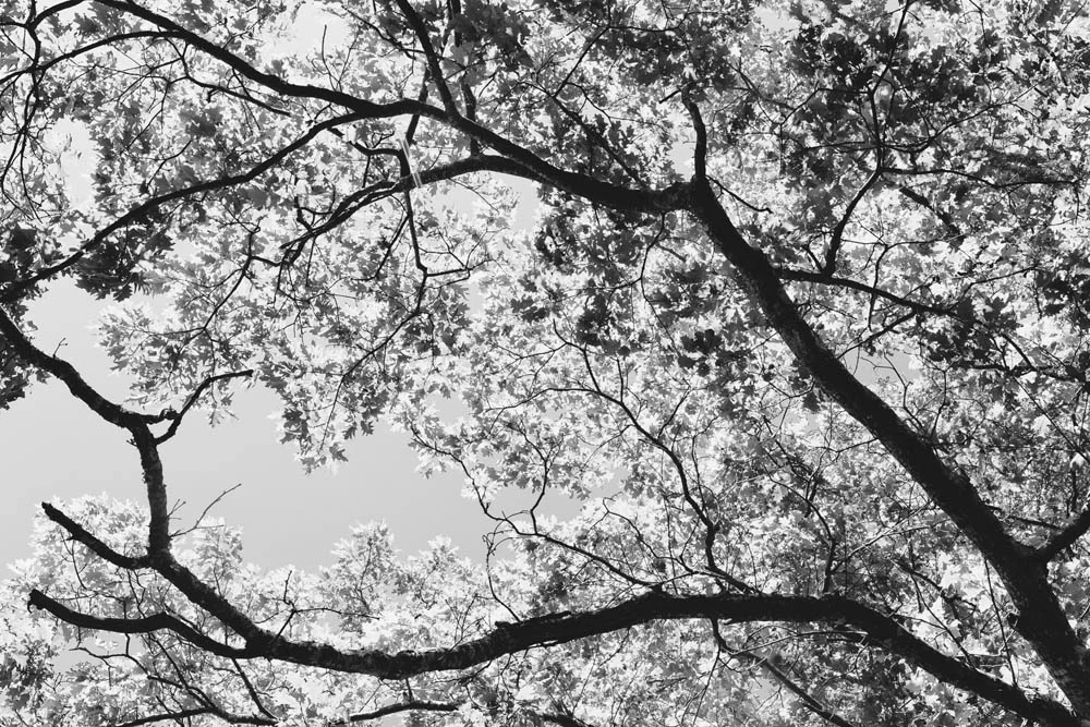 Oak Family 1