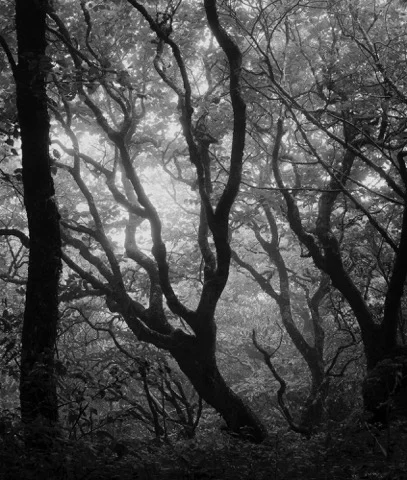 Craggy Gardens 3