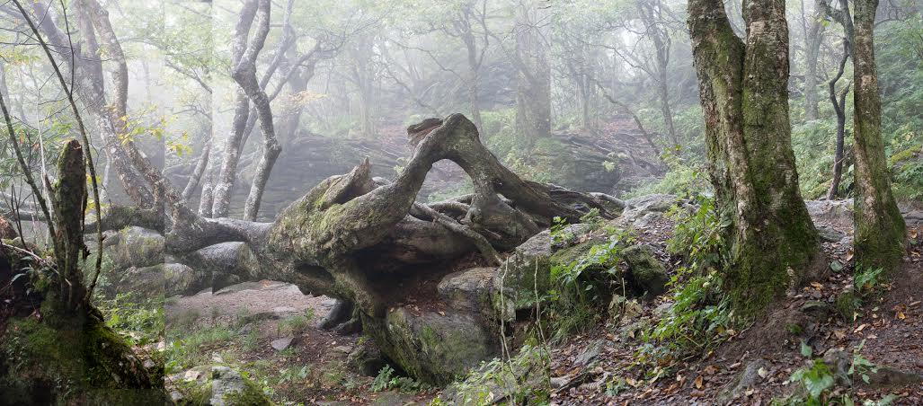 Dinosaur Tree