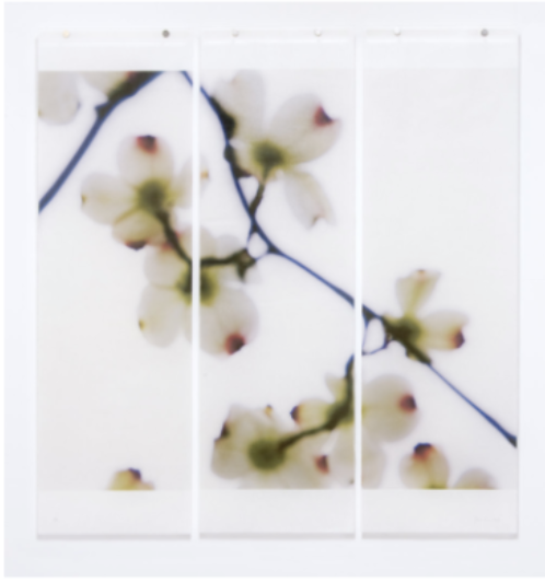 Dogwood (White-Red Tips)
