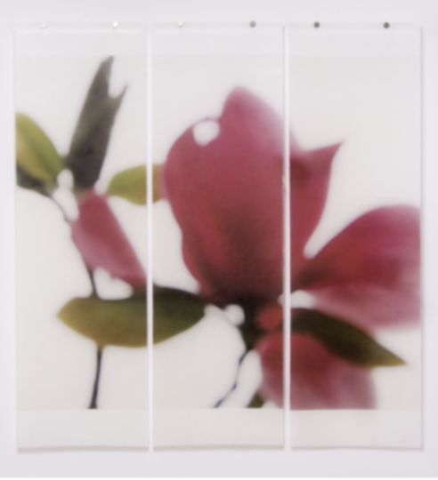 Ruby Magnolia, No. 3