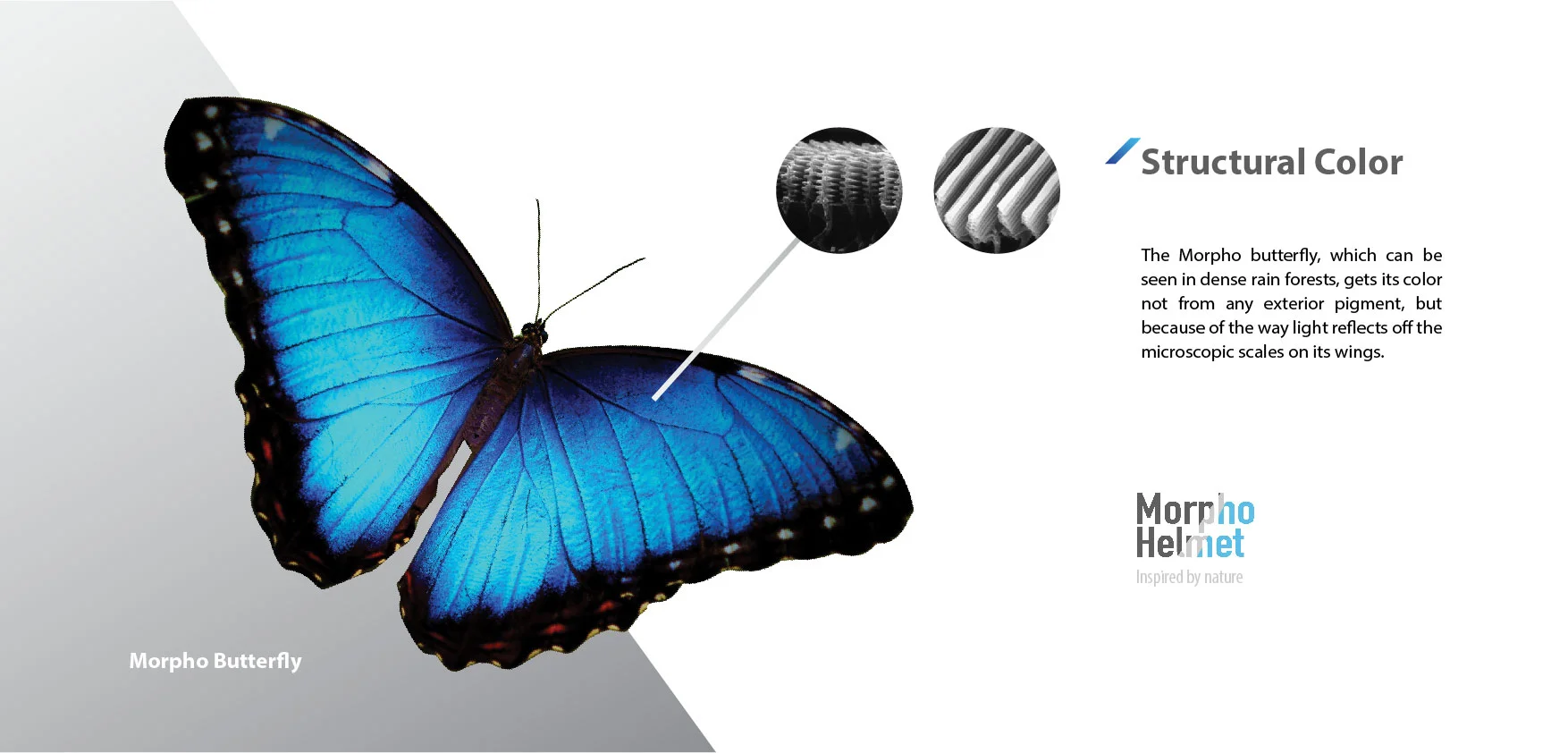 Morpho_portfolio-01.jpg