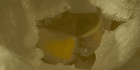 Twitter.gif