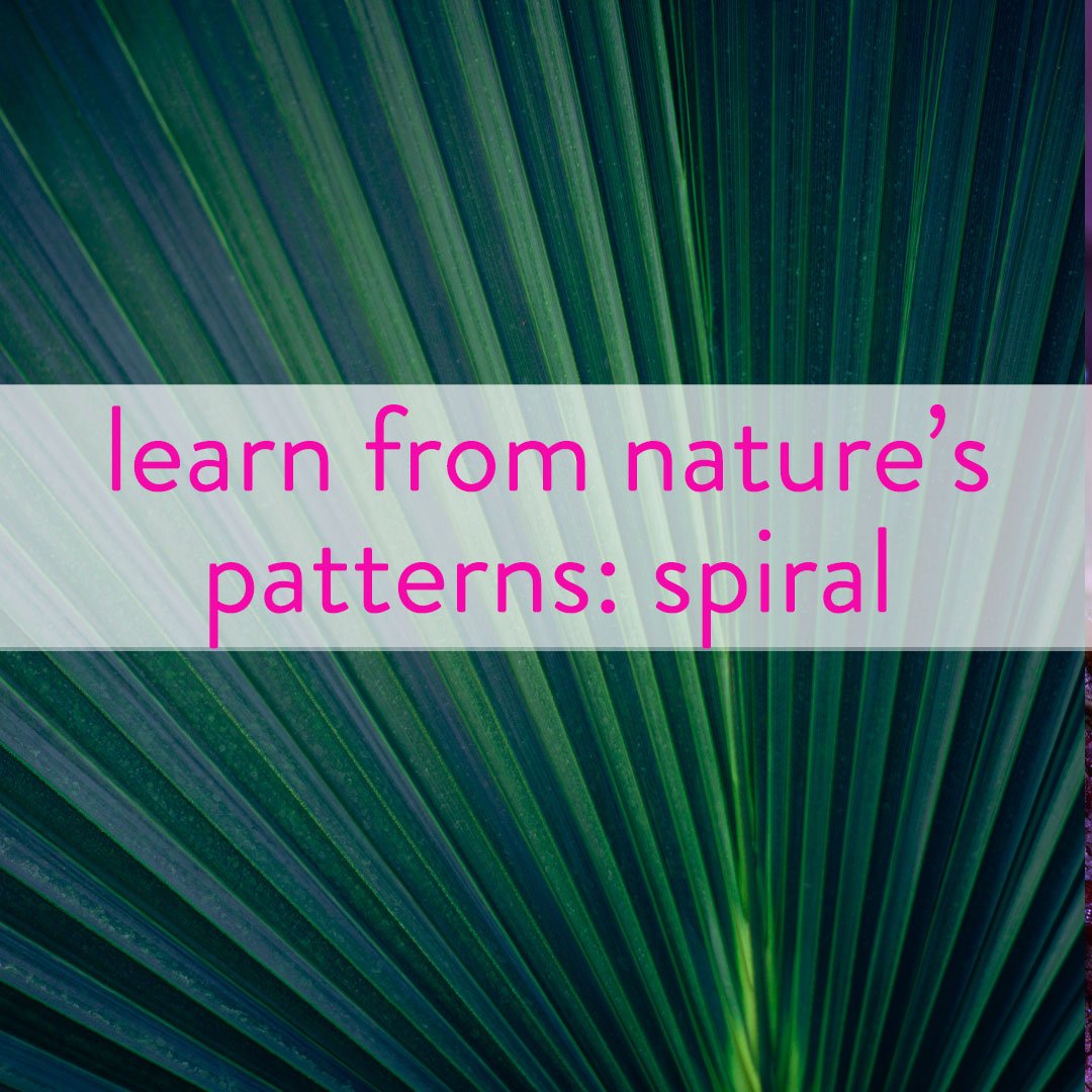 natures-patterns-spiral.jpg